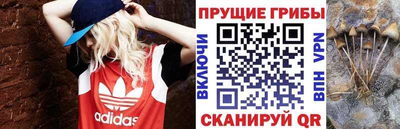 Псилоцибиновые грибы прущие грибы  где купить наркоту  Выборг 
